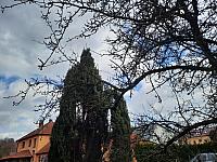 Olešná