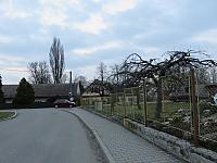 Třibřichy