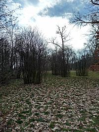 Svatý Mikuláš