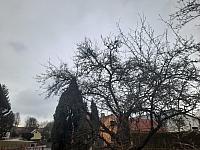 Olešná