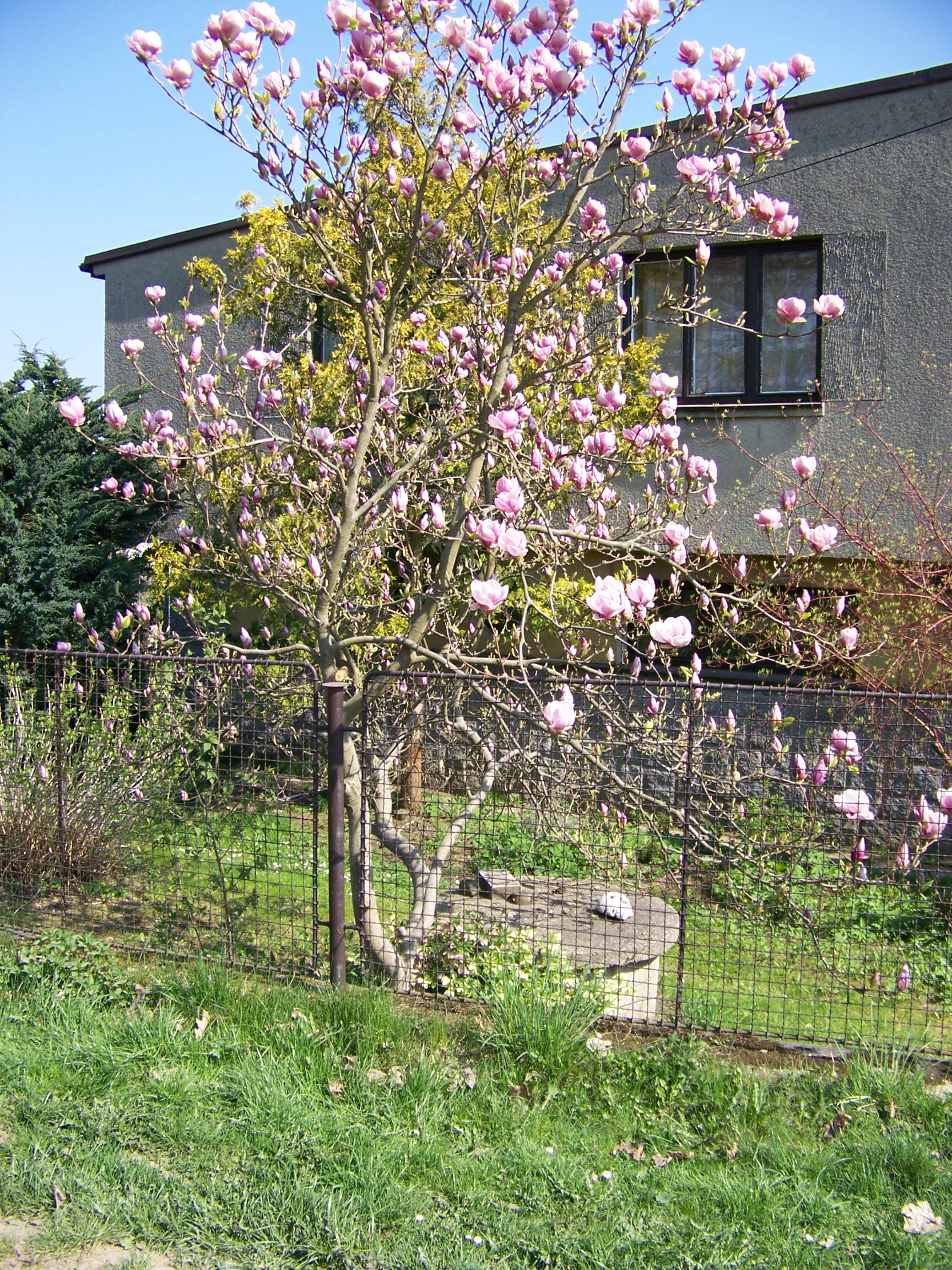 Divišov