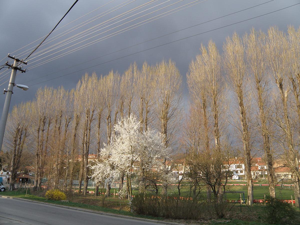 Brno Bosonohy
