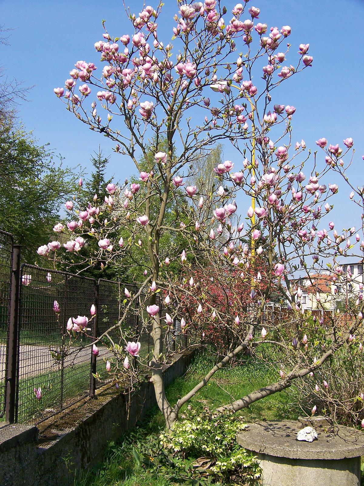 Divišov