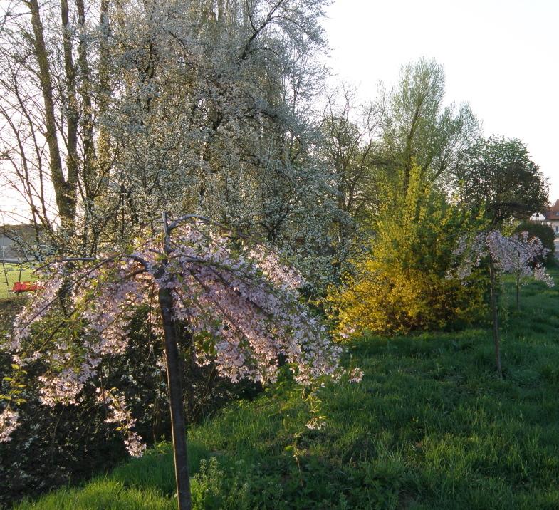 Brno Bosonohy