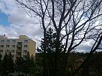 Borovina