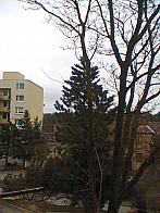 Borovina