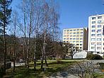 Borovina