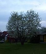 Třemošnice