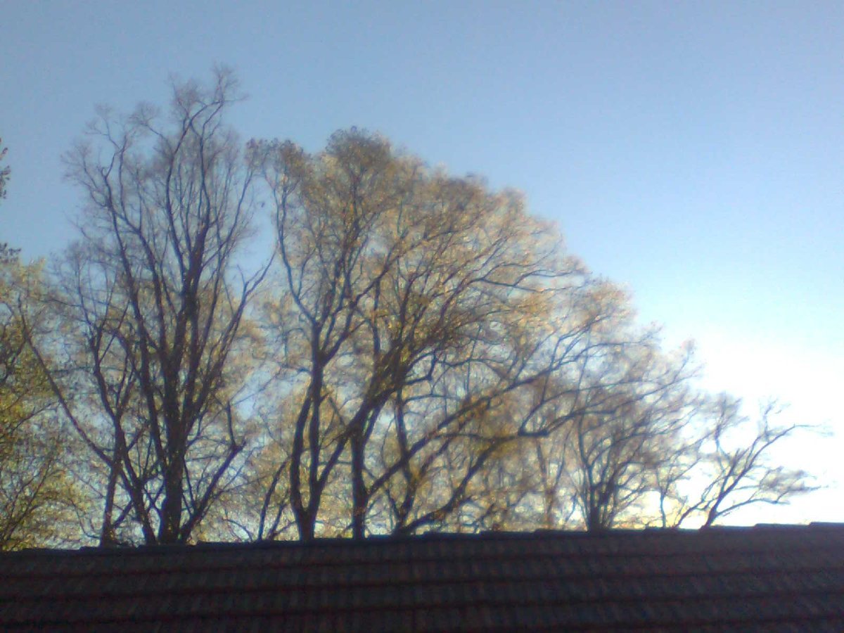 Mutice