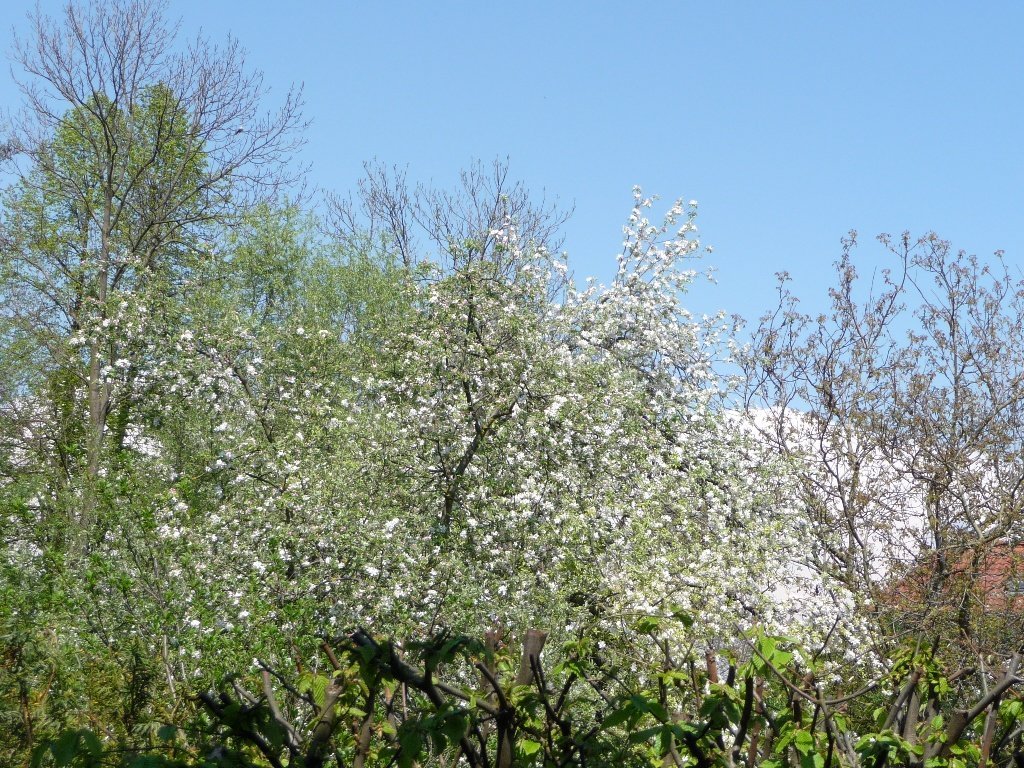 Třibřichy