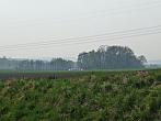 Třibřichy