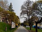 Borovina