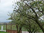 Třibřichy