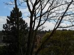 Borovina