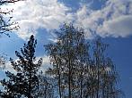 Borovina