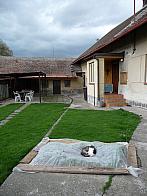 Třibřichy