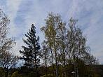 Borovina