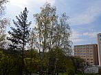 Borovina