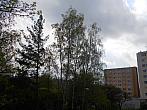 Borovina