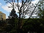 Borovina