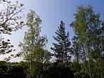 Borovina
