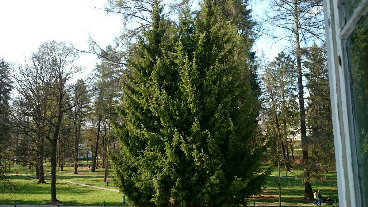 Hostinné