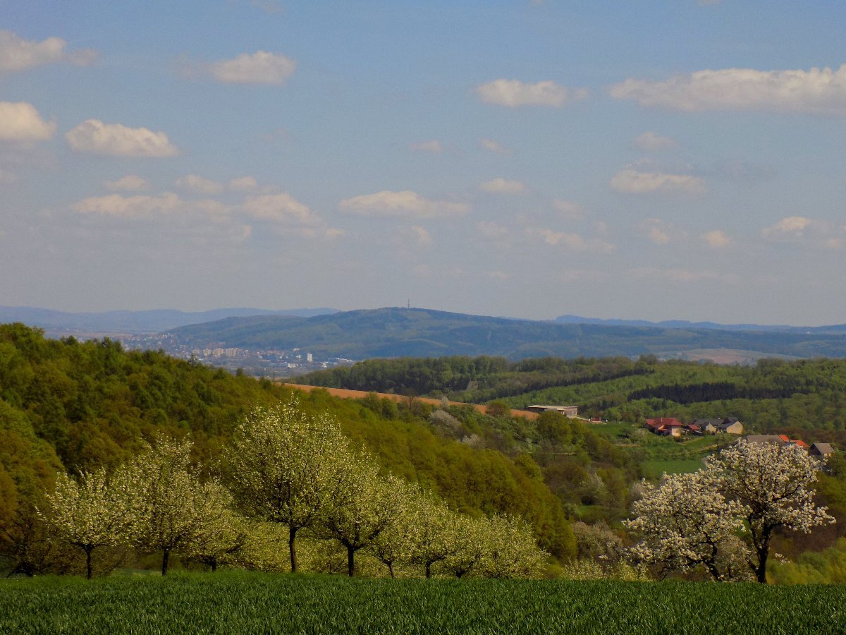 Kvasice