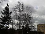 Borovina