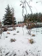 Stonava