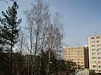 Borovina