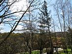 Borovina