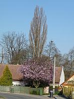 Třibřichy