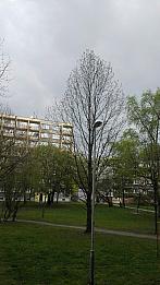 Ostarva
