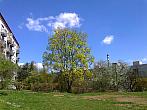 Borovina