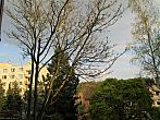 Borovina