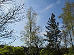 Borovina