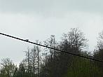 Letohrad
