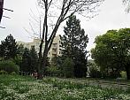 Borovina