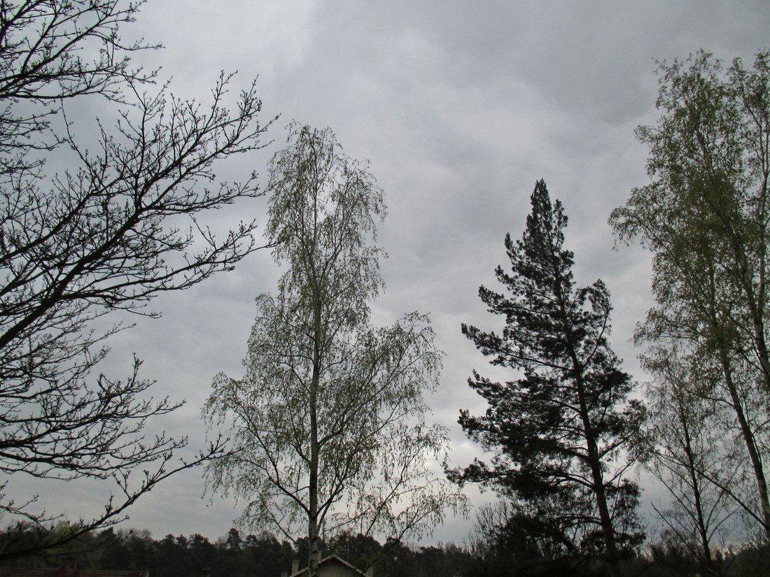 Borovina