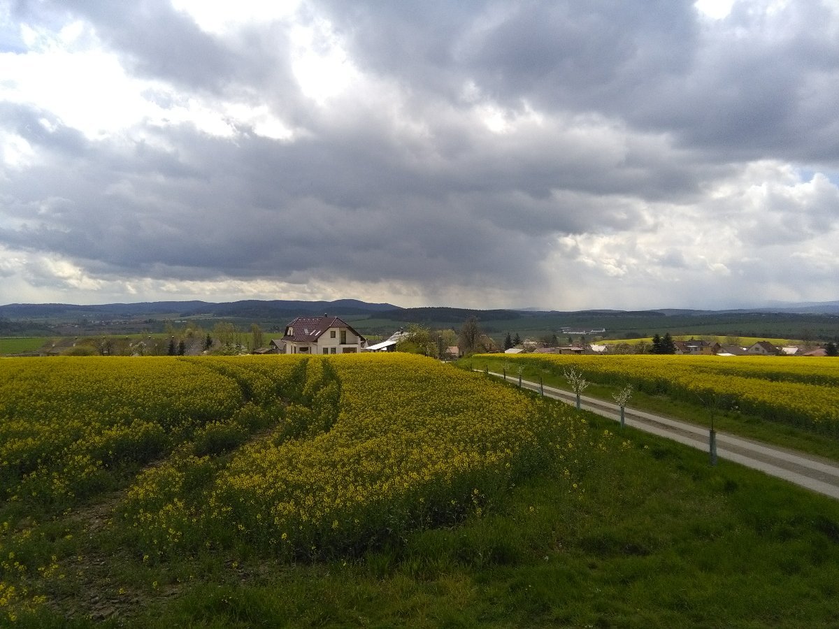 Čermná