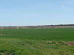 Třibřichy