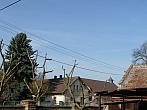 Třibřichy