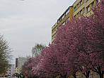 Neratovice