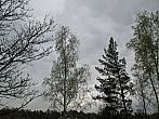 Borovina