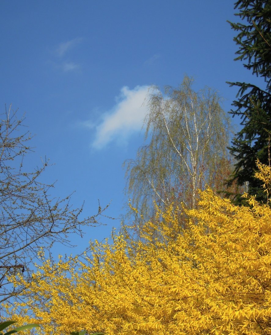 Rynoltice