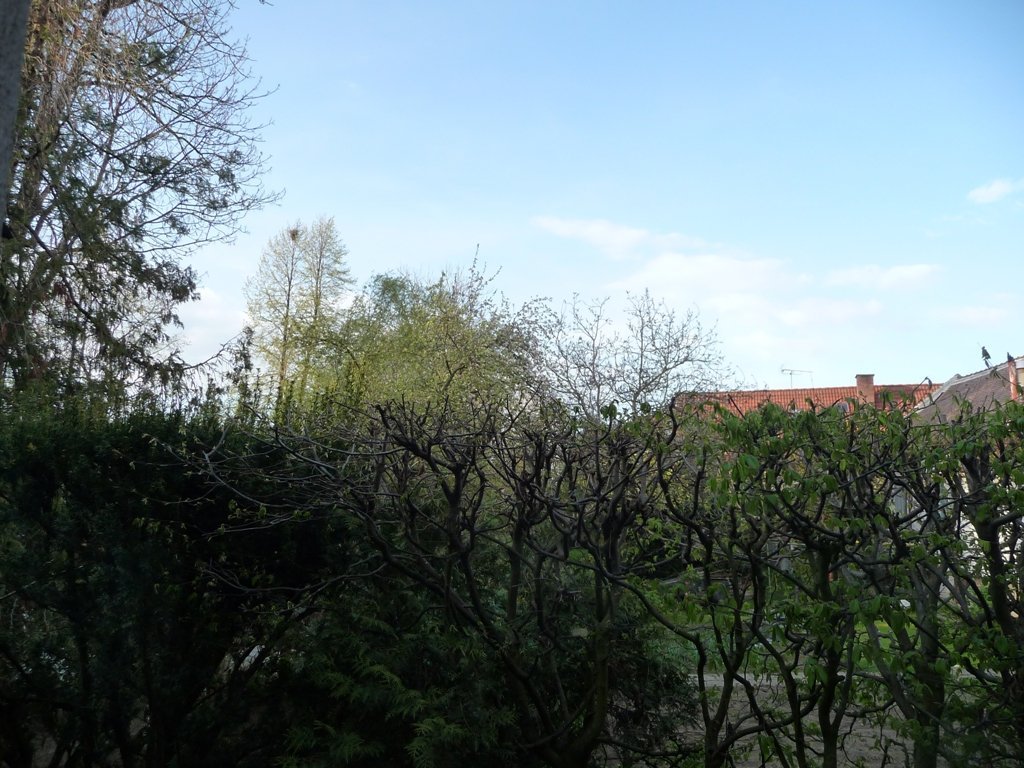 Třibřichy