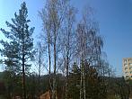 Borovina