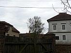 Třibřichy