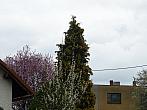 Třibřichy