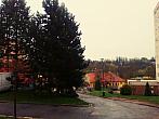 Borovina